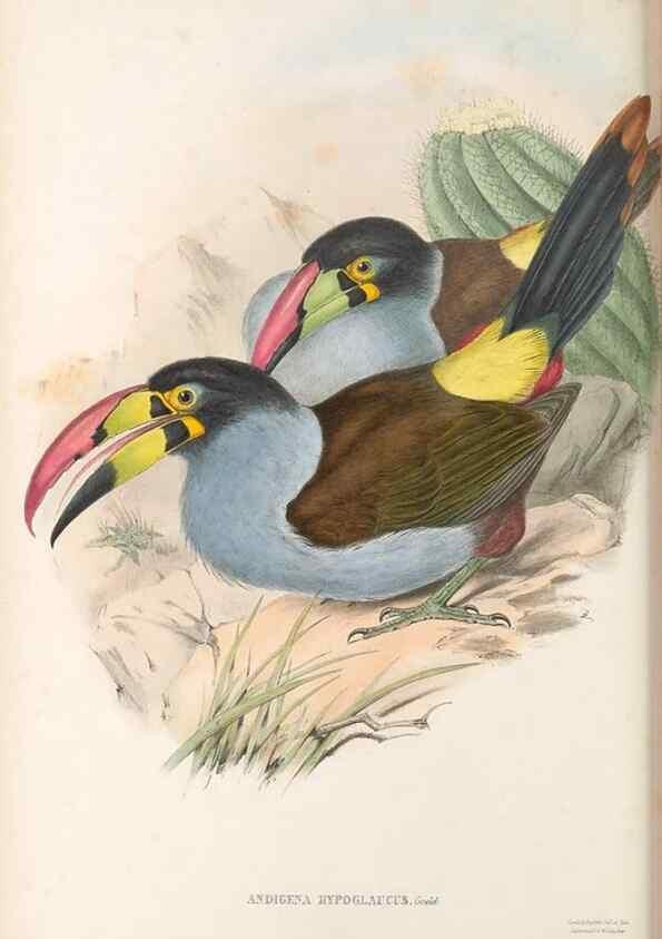 Reproducción/Reproduction 48636860821: A monograph of the Ramphastidae, or family of toucans. London :Published by the author, 20, Broad Street, Golden Square,[1852]-1854.. 