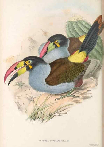 Reproducción/Reproduction 48636860821: A monograph of the Ramphastidae, or family of toucans. London :Published by the author, 20, Broad Street, Golden Square,[1852]-1854.. 