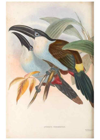 Reproducción/Reproduction 48636506823: A monograph of the Ramphastidae, or family of toucans. London :Published by the author, 20, Broad Street, Golden Square,[1852]-1854.. 
