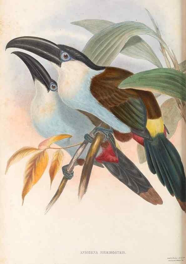 Reproducción/Reproduction 48636506823: A monograph of the Ramphastidae, or family of toucans. London :Published by the author, 20, Broad Street, Golden Square,[1852]-1854.. 