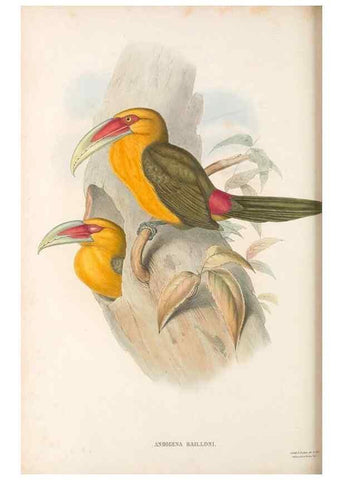 Reproducción/Reproduction 48637004192: A monograph of the Ramphastidae, or family of toucans. London :Published by the author, 20, Broad Street, Golden Square,[1852]-1854.. 