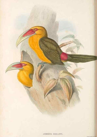 Reproducción/Reproduction 48637004192: A monograph of the Ramphastidae, or family of toucans. London :Published by the author, 20, Broad Street, Golden Square,[1852]-1854.. 