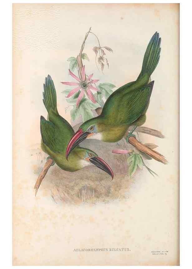 Reproducción/Reproduction 48636862411: A monograph of the Ramphastidae, or family of toucans. London :Published by the author, 20, Broad Street, Golden Square,[1852]-1854.. 
