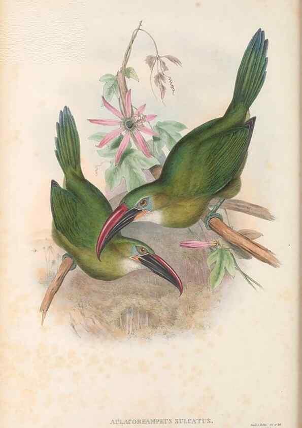 Reproducción/Reproduction 48636862411: A monograph of the Ramphastidae, or family of toucans. London :Published by the author, 20, Broad Street, Golden Square,[1852]-1854.. 