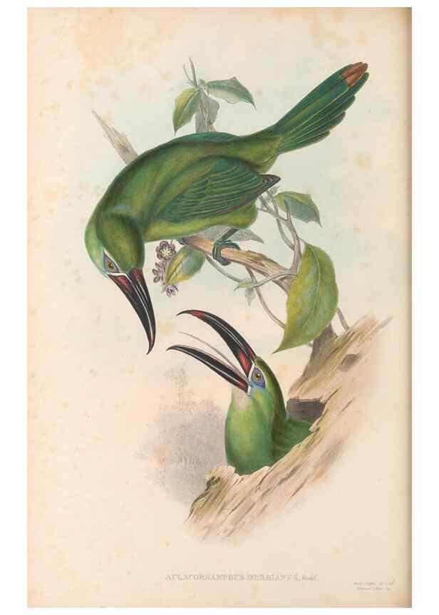 Reproducción/Reproduction 48637004857: A monograph of the Ramphastidae, or family of toucans. London :Published by the author, 20, Broad Street, Golden Square,[1852]-1854.. 