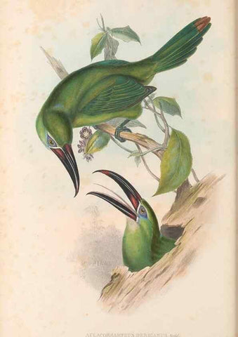 Reproducción/Reproduction 48637004857: A monograph of the Ramphastidae, or family of toucans. London :Published by the author, 20, Broad Street, Golden Square,[1852]-1854.. 