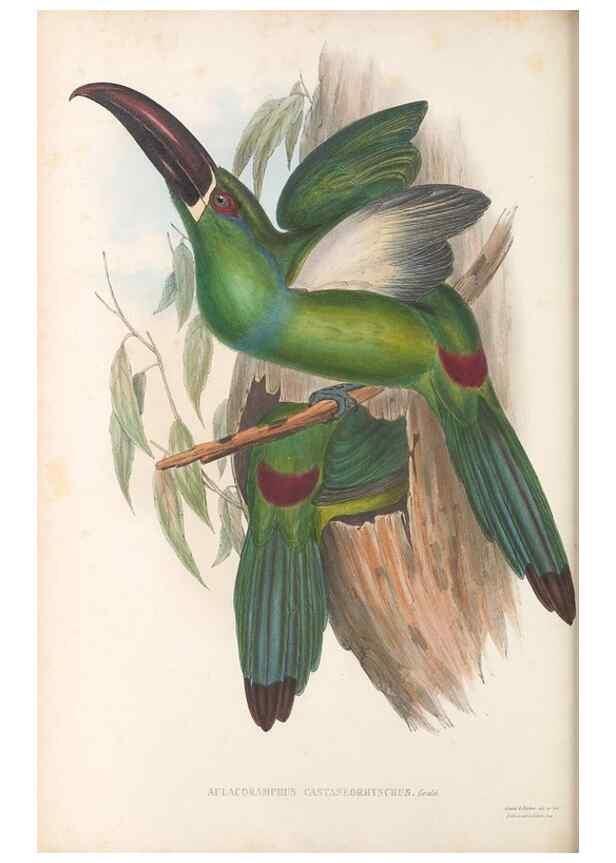 Reproducción/Reproduction 48636508338: A monograph of the Ramphastidae, or family of toucans. London :Published by the author, 20, Broad Street, Golden Square,[1852]-1854.. 