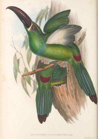 Reproducción/Reproduction 48636508338: A monograph of the Ramphastidae, or family of toucans. London :Published by the author, 20, Broad Street, Golden Square,[1852]-1854.. 
