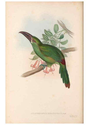 Reproducción/Reproduction 48636863336: A monograph of the Ramphastidae, or family of toucans. London :Published by the author, 20, Broad Street, Golden Square,[1852]-1854.. 