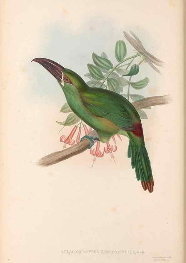 Reproducción/Reproduction 48636863336: A monograph of the Ramphastidae, or family of toucans. London :Published by the author, 20, Broad Street, Golden Square,[1852]-1854.. 
