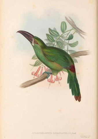 Reproducción/Reproduction 48636863336: A monograph of the Ramphastidae, or family of toucans. London :Published by the author, 20, Broad Street, Golden Square,[1852]-1854.. 