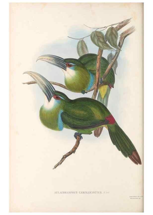Reproducción/Reproduction 48636863671: A monograph of the Ramphastidae, or family of toucans. London :Published by the author, 20, Broad Street, Golden Square,[1852]-1854.. 