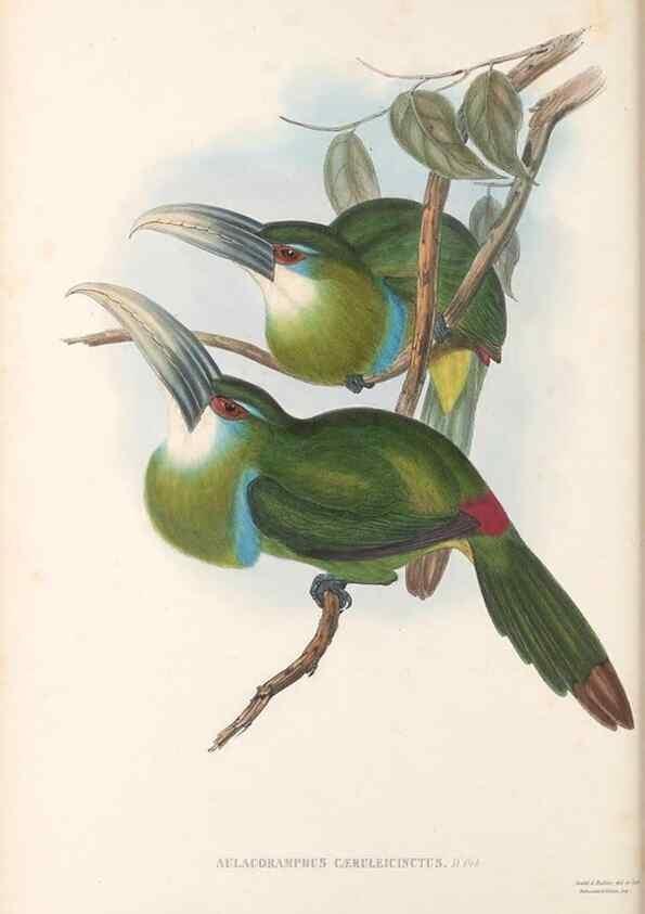 Reproducción/Reproduction 48636863671: A monograph of the Ramphastidae, or family of toucans. London :Published by the author, 20, Broad Street, Golden Square,[1852]-1854.. 