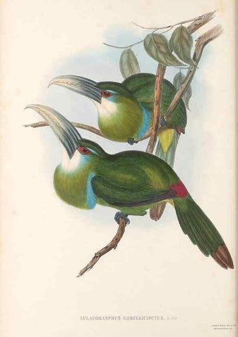 Reproducción/Reproduction 48636863671: A monograph of the Ramphastidae, or family of toucans. London :Published by the author, 20, Broad Street, Golden Square,[1852]-1854.. 