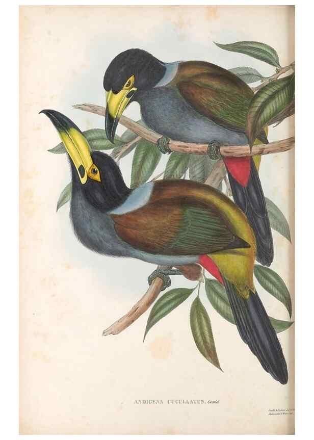 Reproducción/Reproduction 48636861316: A monograph of the Ramphastidae, or family of toucans. London :Published by the author, 20, Broad Street, Golden Square,[1852]-1854.. 