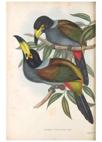 Reproducción/Reproduction 48636861316: A monograph of the Ramphastidae, or family of toucans. London :Published by the author, 20, Broad Street, Golden Square,[1852]-1854.. 