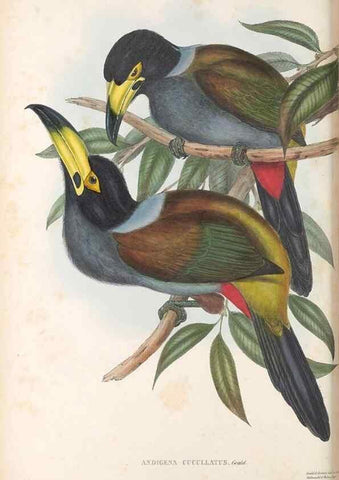 Reproducción/Reproduction 48636861316: A monograph of the Ramphastidae, or family of toucans. London :Published by the author, 20, Broad Street, Golden Square,[1852]-1854.. 
