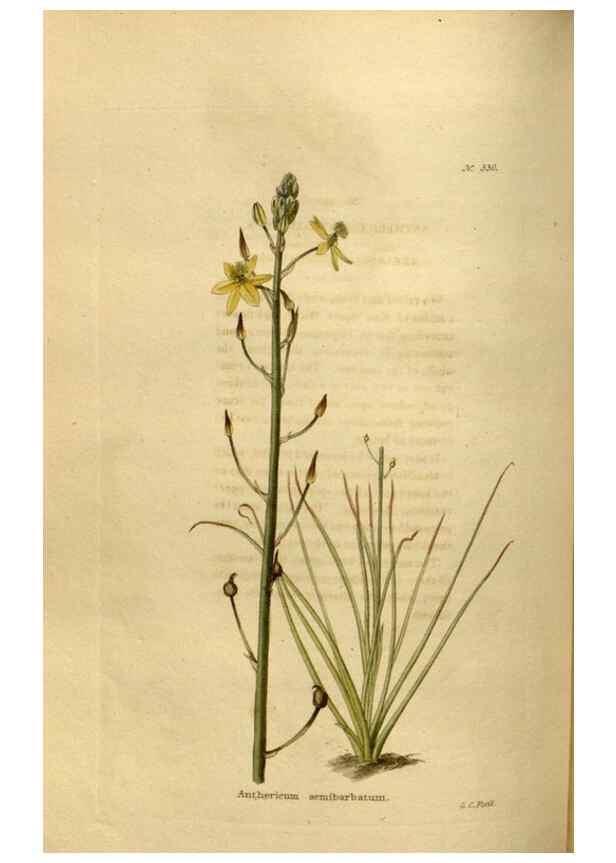 Reproducción/Reproduction 48637483227: The botanical cabinet. London :John & Arthur Arch ...,1817-1833.. 