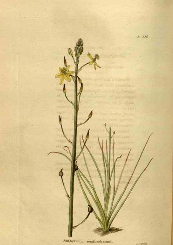 Reproducción/Reproduction 48637483227: The botanical cabinet. London :John & Arthur Arch ...,1817-1833.. 