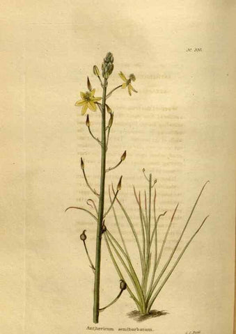 Reproducción/Reproduction 48637483227: The botanical cabinet. London :John & Arthur Arch ...,1817-1833.. 