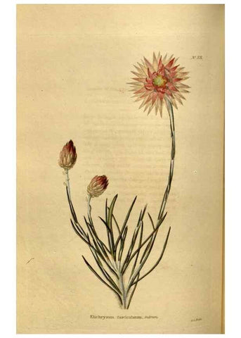 Reproducción/Reproduction 48636989908: The botanical cabinet. London :John & Arthur Arch ...,1817-1833.. 