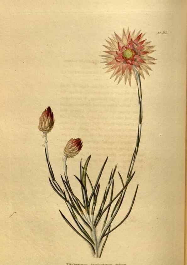 Reproducción/Reproduction 48636989908: The botanical cabinet. London :John & Arthur Arch ...,1817-1833.. 