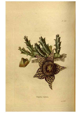 Reproducción/Reproduction 48637483897: The botanical cabinet. London :John & Arthur Arch ...,1817-1833.. 