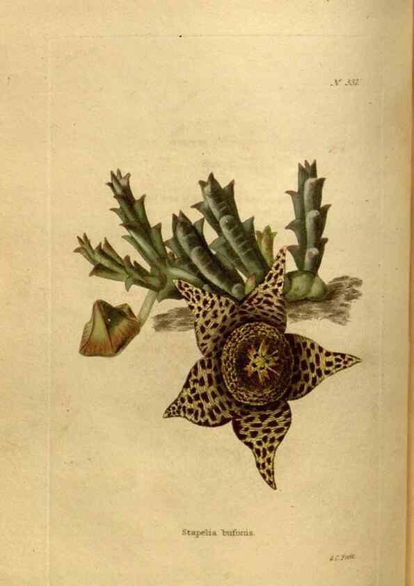 Reproducción/Reproduction 48637483897: The botanical cabinet. London :John & Arthur Arch ...,1817-1833.. 