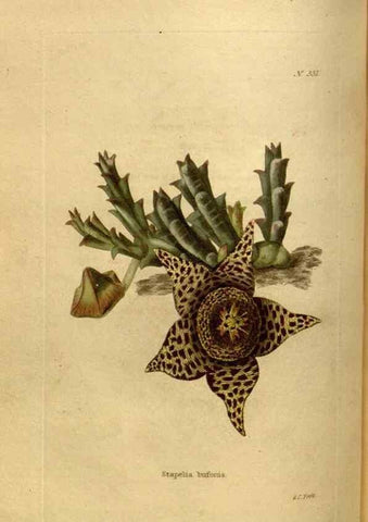 Reproducción/Reproduction 48637483897: The botanical cabinet. London :John & Arthur Arch ...,1817-1833.. 