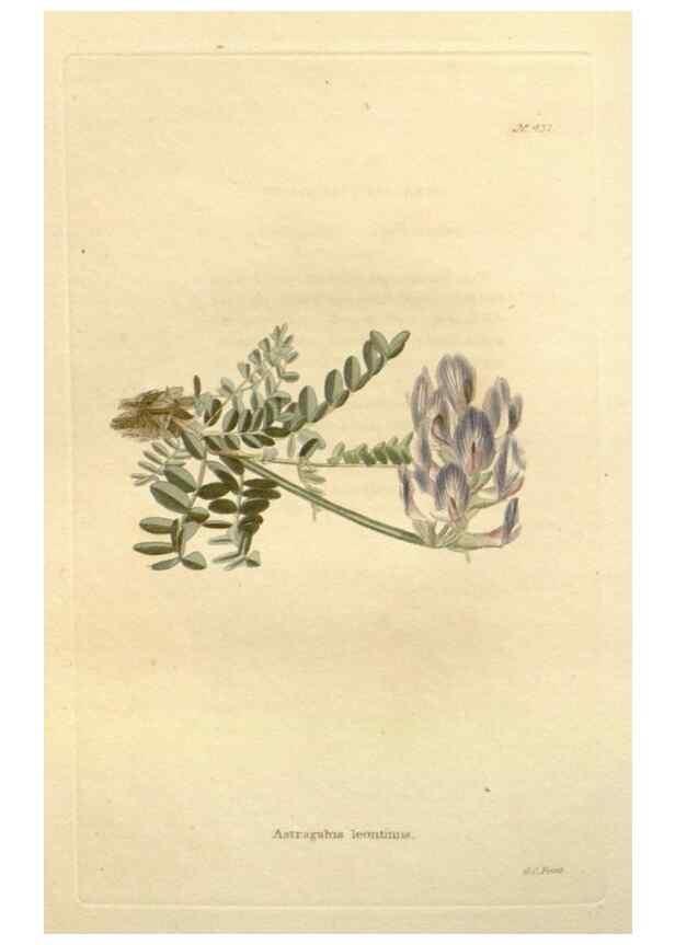 Reproducción/Reproduction 48637077833: The botanical cabinet. London :John & Arthur Arch ...,1817-1833.. 