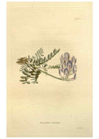 Reproducción/Reproduction 48637077833: The botanical cabinet. London :John & Arthur Arch ...,1817-1833.. 