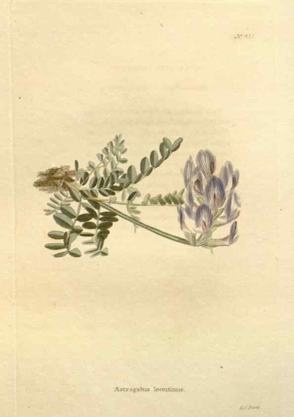 Reproducción/Reproduction 48637077833: The botanical cabinet. London :John & Arthur Arch ...,1817-1833.. 
