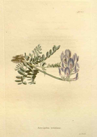 Reproducción/Reproduction 48637077833: The botanical cabinet. London :John & Arthur Arch ...,1817-1833.. 