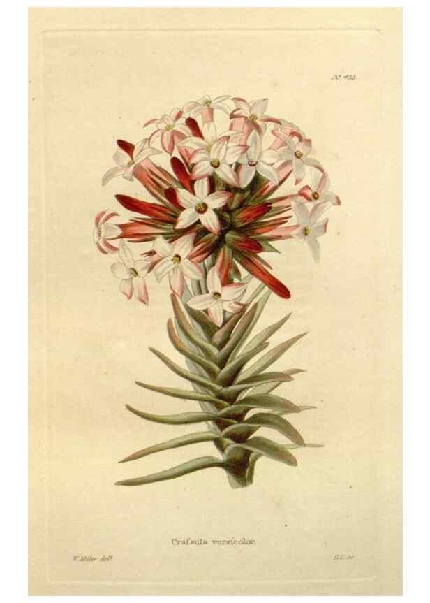 Reproducción/Reproduction 48637078443: The botanical cabinet. London :John & Arthur Arch ...,1817-1833.. 