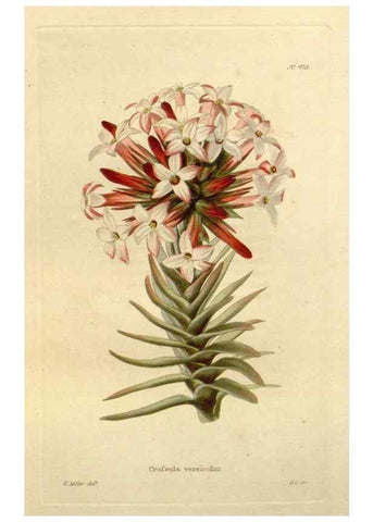 Reproducción/Reproduction 48637078443: The botanical cabinet. London :John & Arthur Arch ...,1817-1833.. 