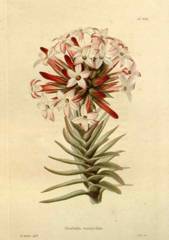 Reproducción/Reproduction 48637078443: The botanical cabinet. London :John & Arthur Arch ...,1817-1833.. 