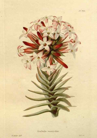 Reproducción/Reproduction 48637078443: The botanical cabinet. London :John & Arthur Arch ...,1817-1833.. 