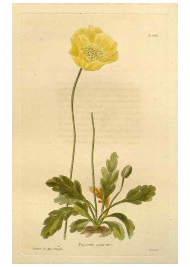 Reproducción/Reproduction 48637079063: The botanical cabinet. London :John & Arthur Arch ...,1817-1833.. 