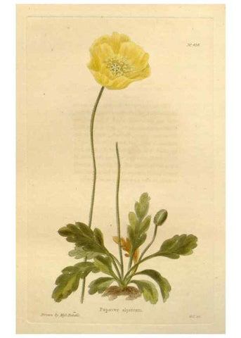 Reproducción/Reproduction 48637079063: The botanical cabinet. London :John & Arthur Arch ...,1817-1833.. 