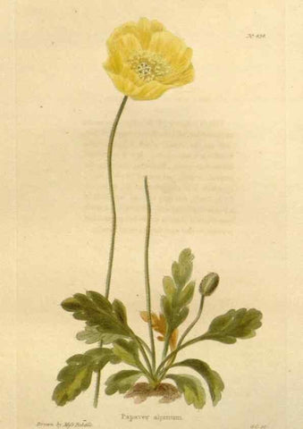 Reproducción/Reproduction 48637079063: The botanical cabinet. London :John & Arthur Arch ...,1817-1833.. 
