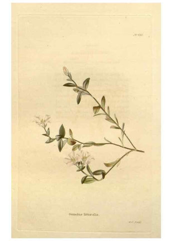 Reproducción/Reproduction 48637431331: The botanical cabinet. London :John & Arthur Arch ...,1817-1833.. 
