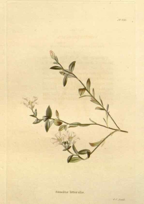 Reproducción/Reproduction 48637431331: The botanical cabinet. London :John & Arthur Arch ...,1817-1833.. 