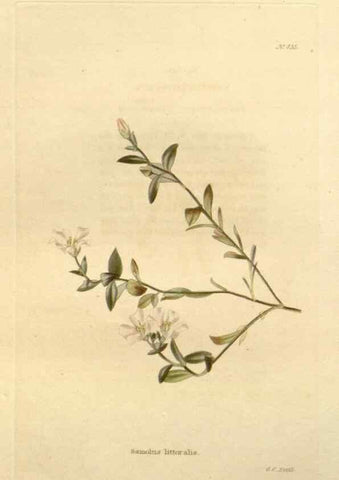 Reproducción/Reproduction 48637431331: The botanical cabinet. London :John & Arthur Arch ...,1817-1833.. 