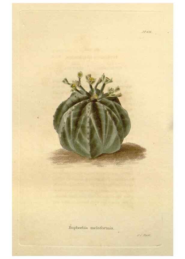 Reproducción/Reproduction 48637431806: The botanical cabinet. London :John & Arthur Arch ...,1817-1833.. 
