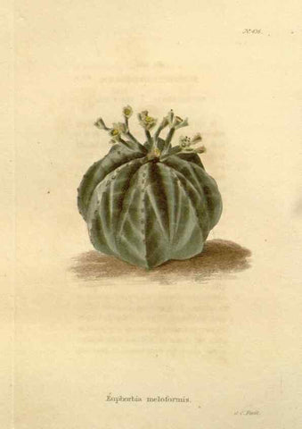 Reproducción/Reproduction 48637431806: The botanical cabinet. London :John & Arthur Arch ...,1817-1833.. 