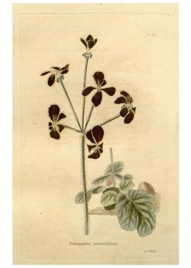 Reproducción/Reproduction 48637080458: The botanical cabinet. London :John & Arthur Arch ...,1817-1833.. 