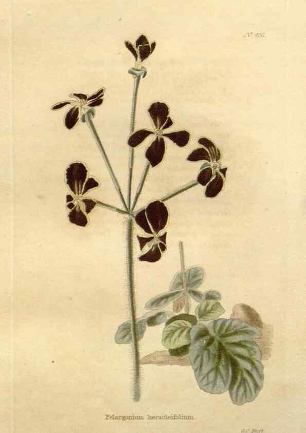Reproducción/Reproduction 48637080458: The botanical cabinet. London :John & Arthur Arch ...,1817-1833.. 