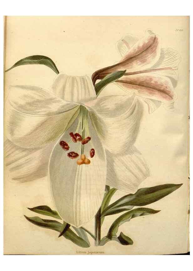 Reproducción/Reproduction 48637432611: The botanical cabinet. London :John & Arthur Arch ...,1817-1833.. 