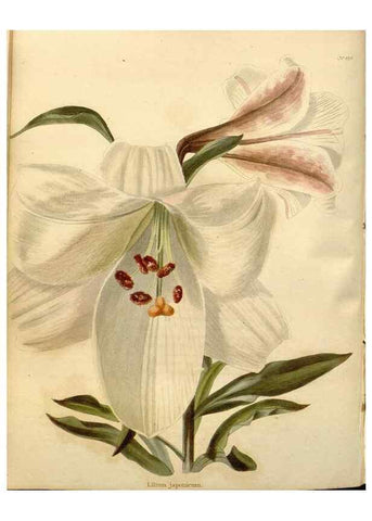 Reproducción/Reproduction 48637432611: The botanical cabinet. London :John & Arthur Arch ...,1817-1833.. 