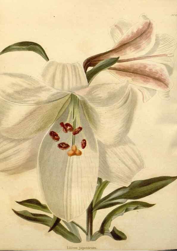 Reproducción/Reproduction 48637432611: The botanical cabinet. London :John & Arthur Arch ...,1817-1833.. 